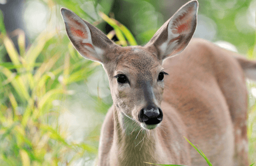 Ultimate Guide to Plantation Bay Wildlife - white tail deer