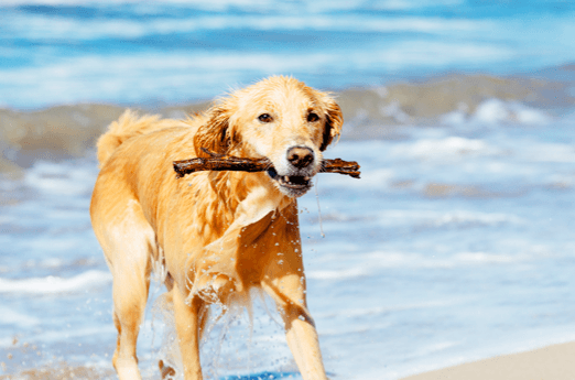 Summer Fun for Plantation Bay Dog Owners - summer dog