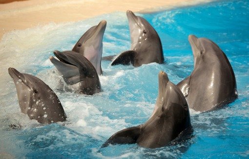 Day Trip: Marineland Dolphin Adventure - dolphins