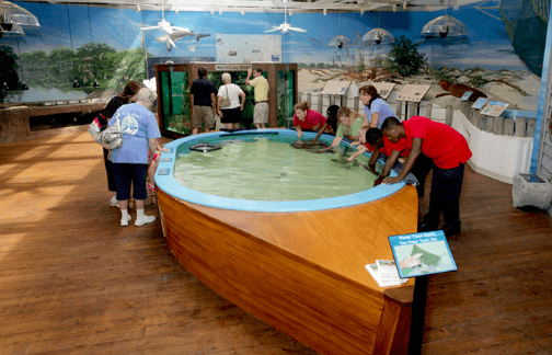 Marine Science Center: Learning About Our Local Marine Life - stingray pool