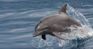 Marineland Dolphin Encounter - Dolphin jumping out of the water