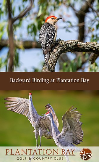 Backyard Birding at Plantation Bay